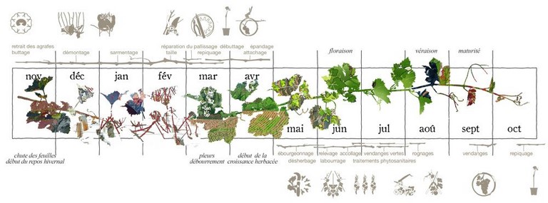 Développement de la vigne au cours de l'année