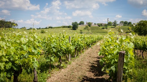 vigne chateau de garonneau