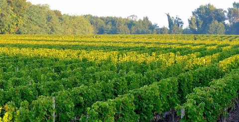 vignes chateau de garonneau