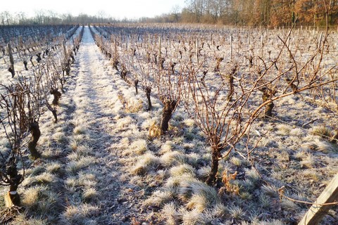 vignes en hivers