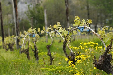 vignes