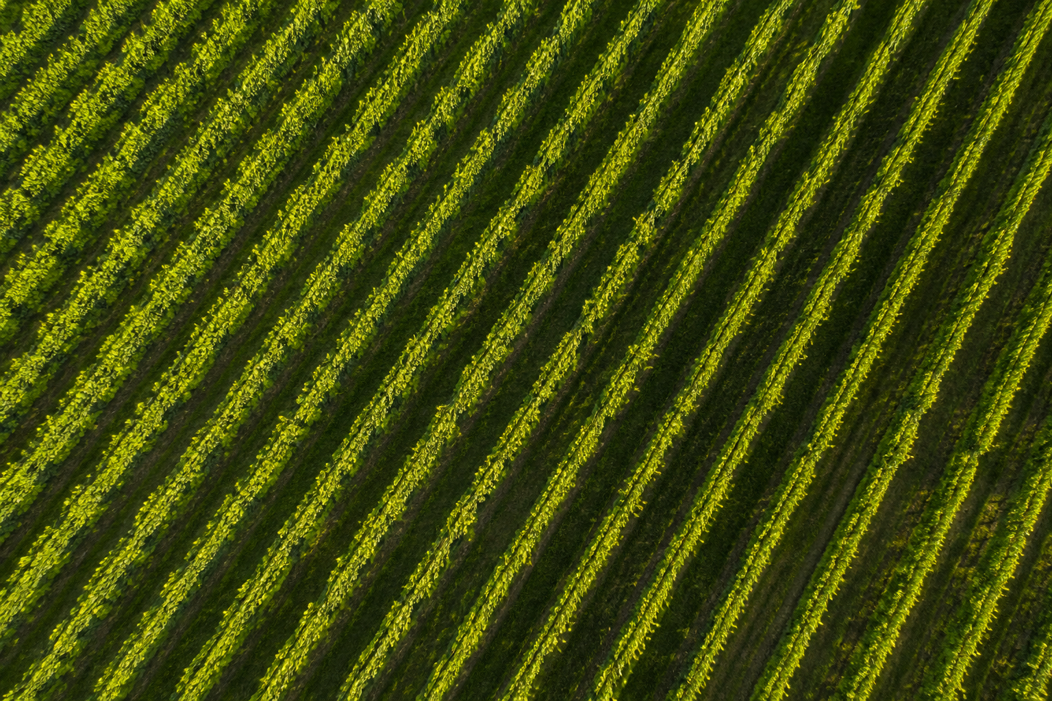 Vigne du Château de Garonneau