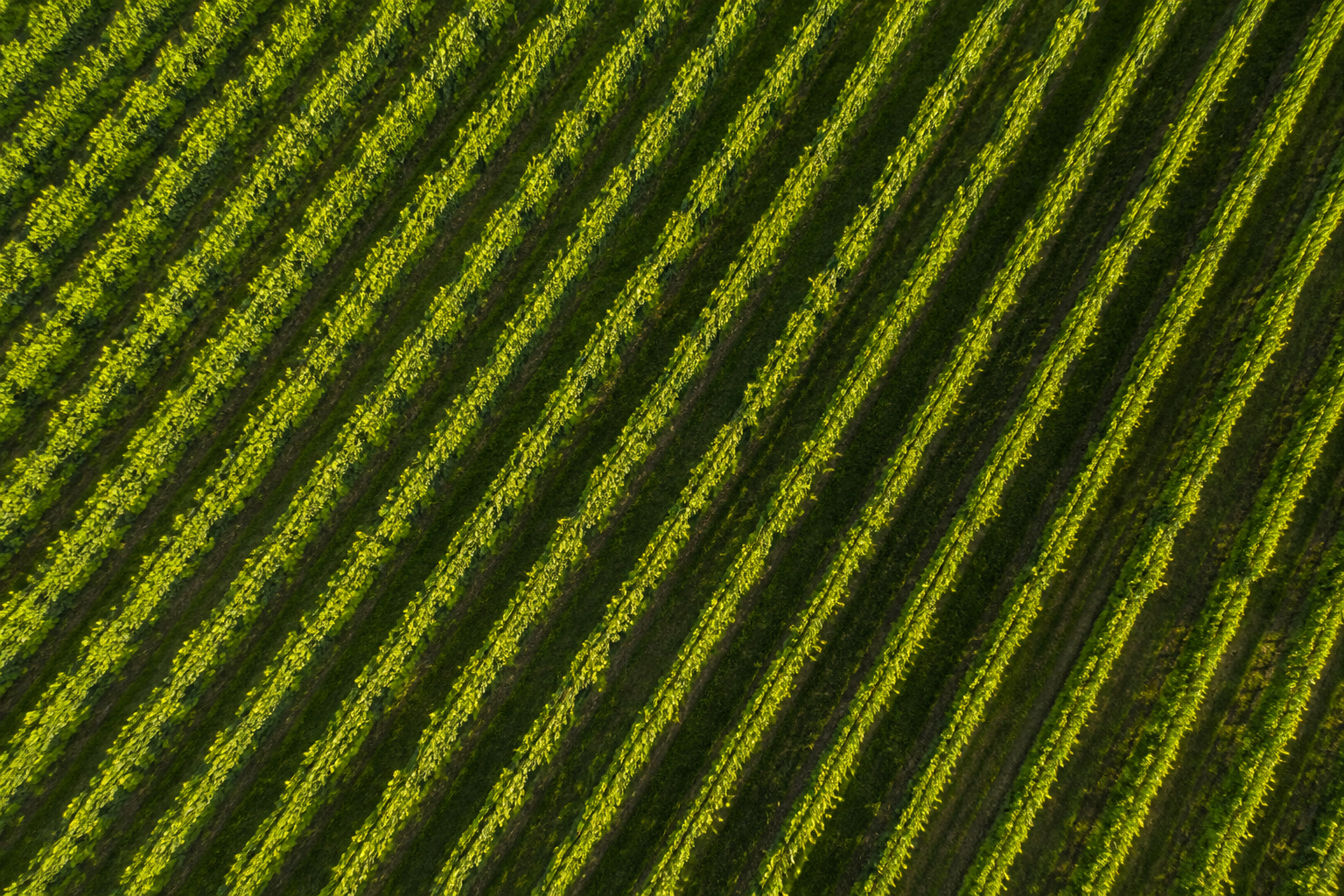 Vignes du Château de Garonneau